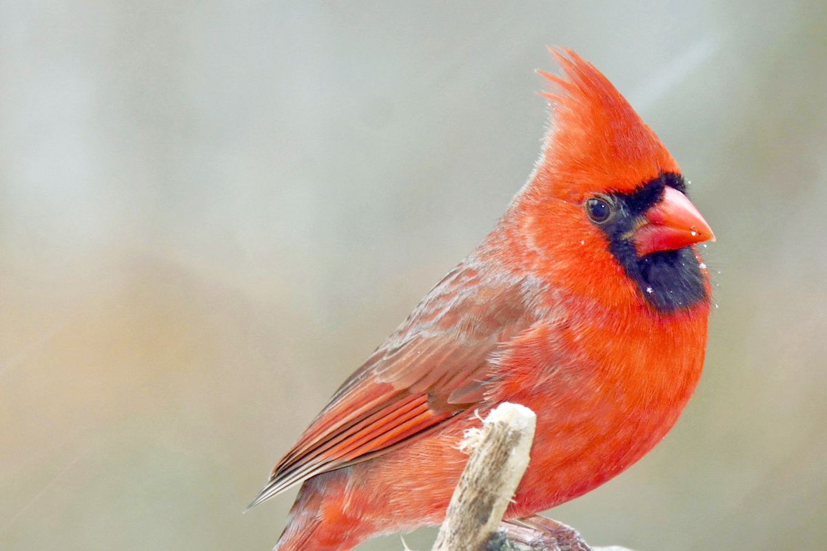 Male Cardinal in Winter, Animal Portrait.