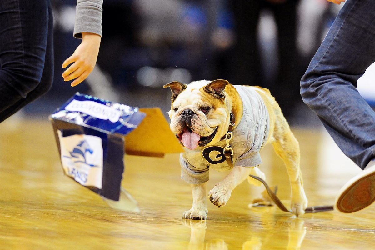 Georgetown's mascot is adorable.