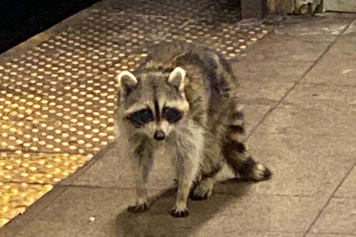 Nevins Street station raccoon
