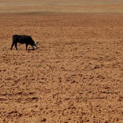 FILE - In this Aug. 12, 2011, file photo a cow grazes in a dry field near Westbrook, Texas. Texas' historic drought brought the biggest one-year decline in cows with an estimated 600,000 fewer bovines in the state now than on Jan. 1. Beef economist David Anderson said the declining cow numbers will lead to tighter supplies from fewer calves and as much as a 5.5 percent increase in beef prices next year. 