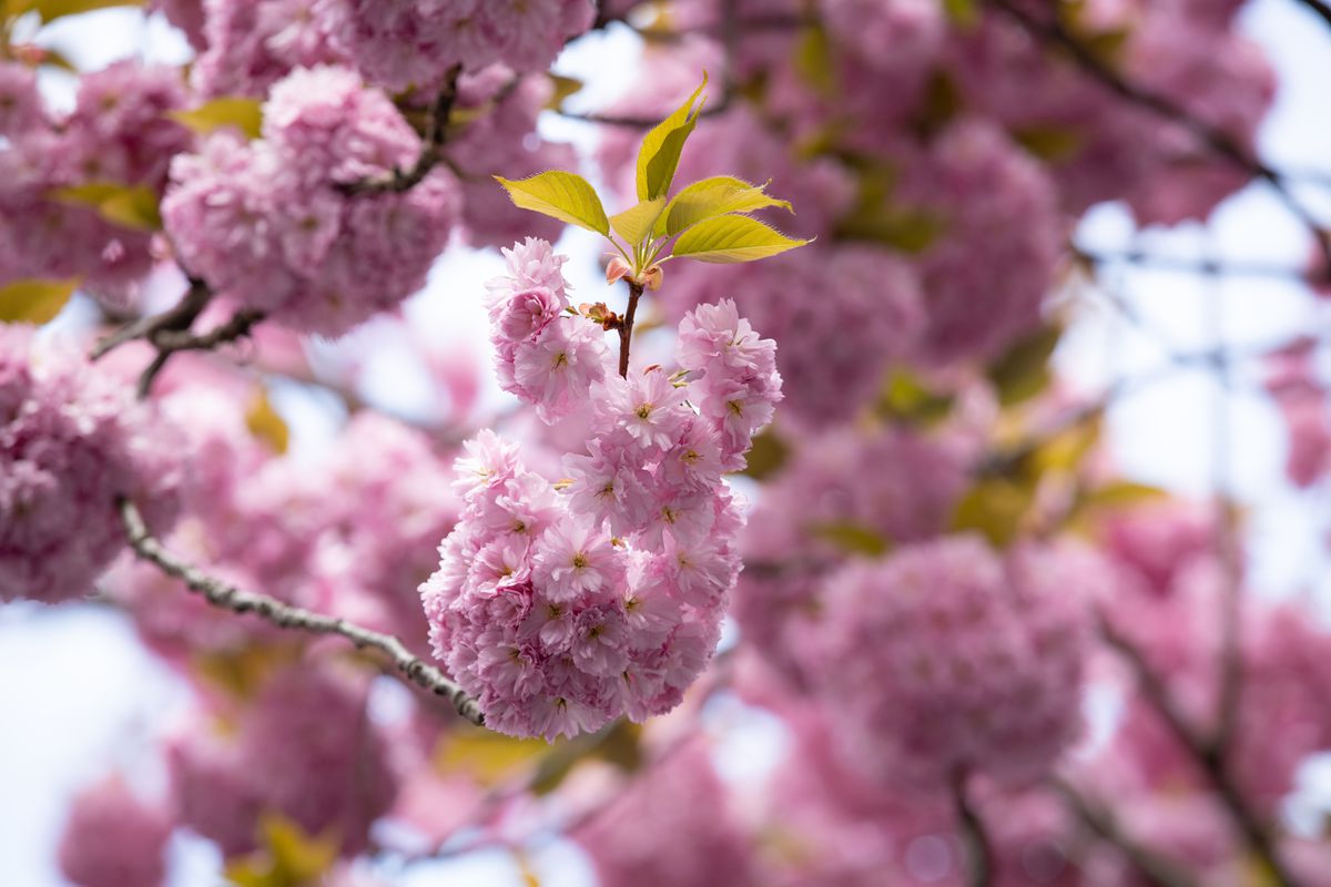 Vivid Cherry Blossom In Bonn