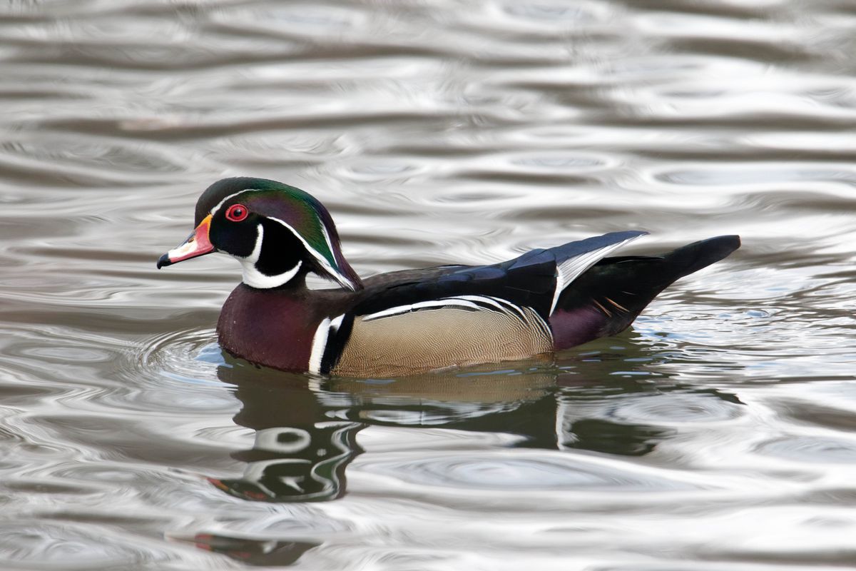 Wood duck on cemetery waters.<br>Provided by Jim McGowan