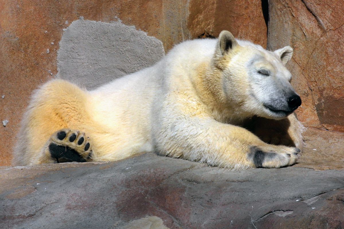 Polar Bears Chill Out