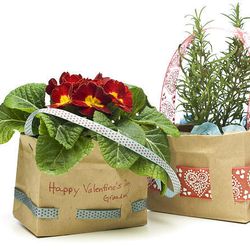 Plants in decorated lunch sacks make good Valentine's Day gifts for teachers. 