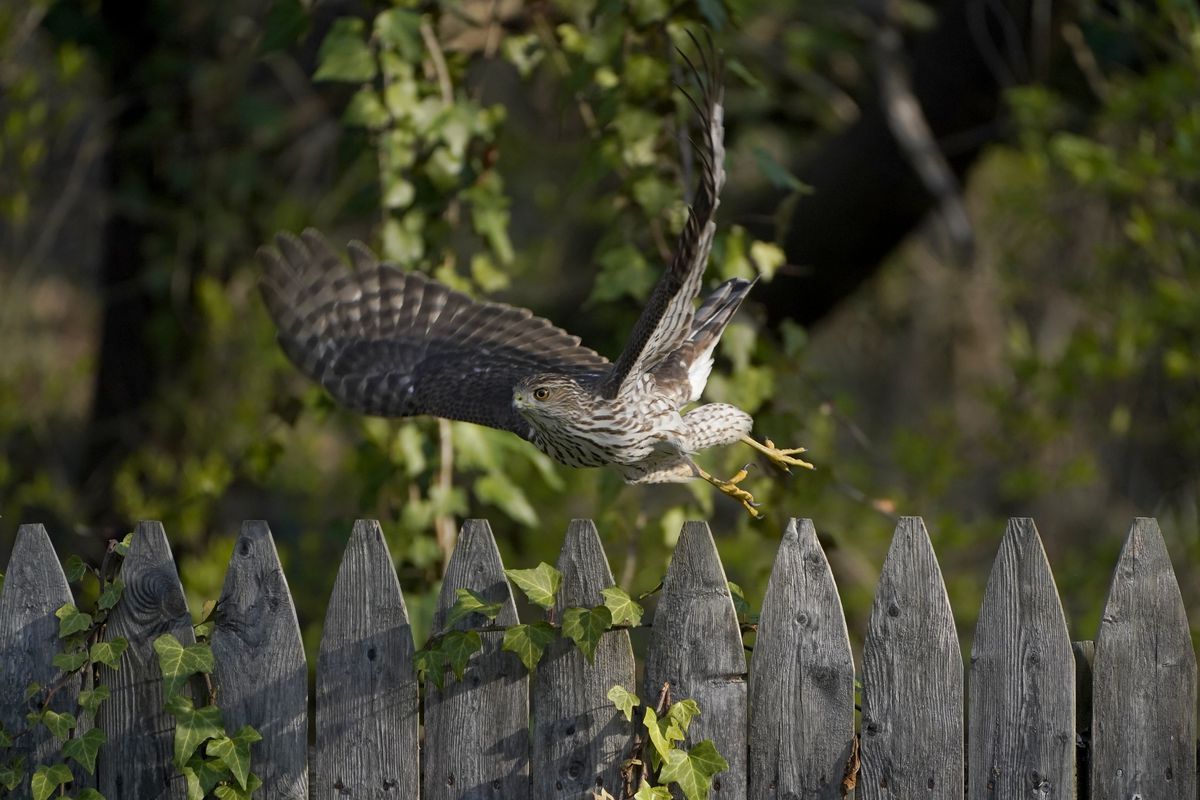 A Cooper’s Hawk flies off a wooden fence in a yard in Lutherville-Timonium, Maryland, earlier this month. The National Audubon Society has updated its million-selling field guides on birds and trees of North America for the first time in decades. The guides now include the conservation status of nearly every species of bird and tree.