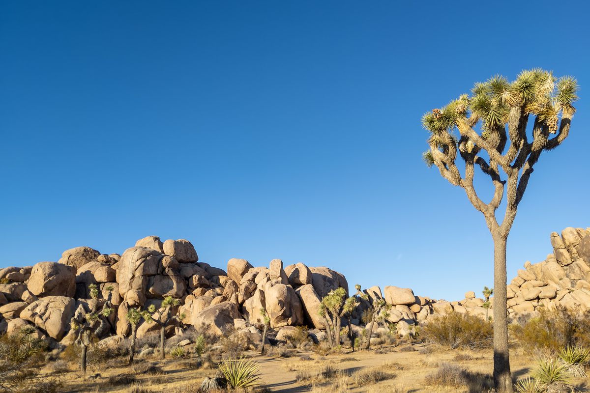 A Joshua tree sits in the blazing desert sun next to a pile of ancient rocks.