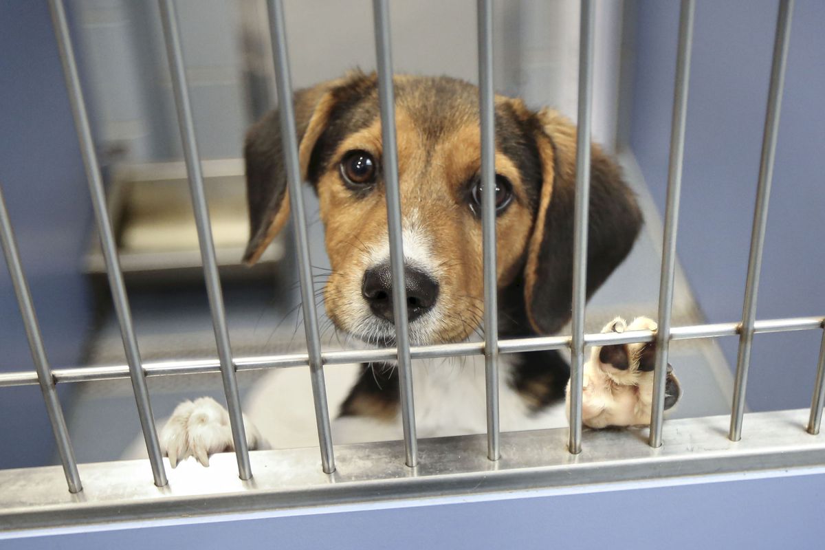 A beagle looking through the bars of a kennel at an animal shelter.