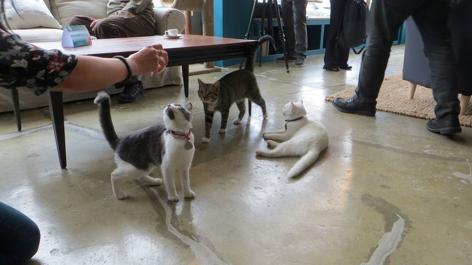 Austin's First Cat Cafe Launches 60,000 Kickstarter Campaign Eater