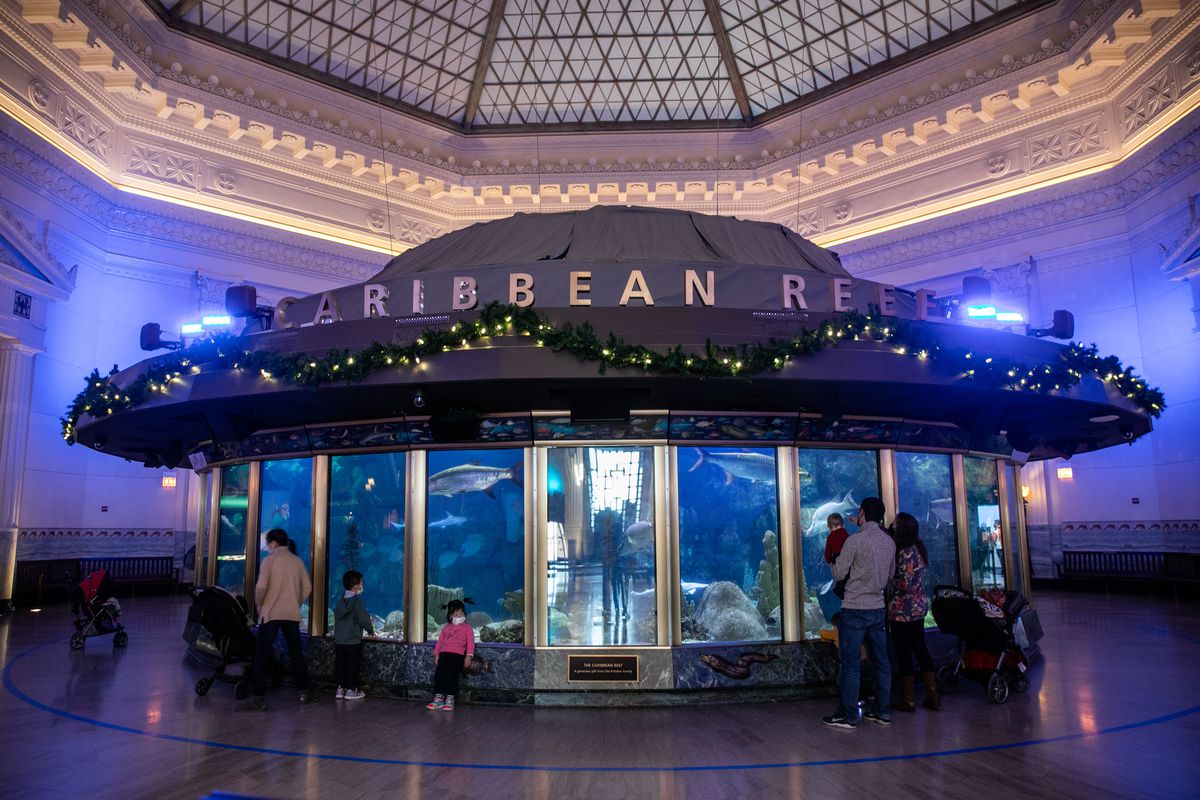 The Caribbean Reef habitat at the Shedd Aquarium will start renovations in the fall of 2022 as part of an eight-year, $500 million refresh of the museum.