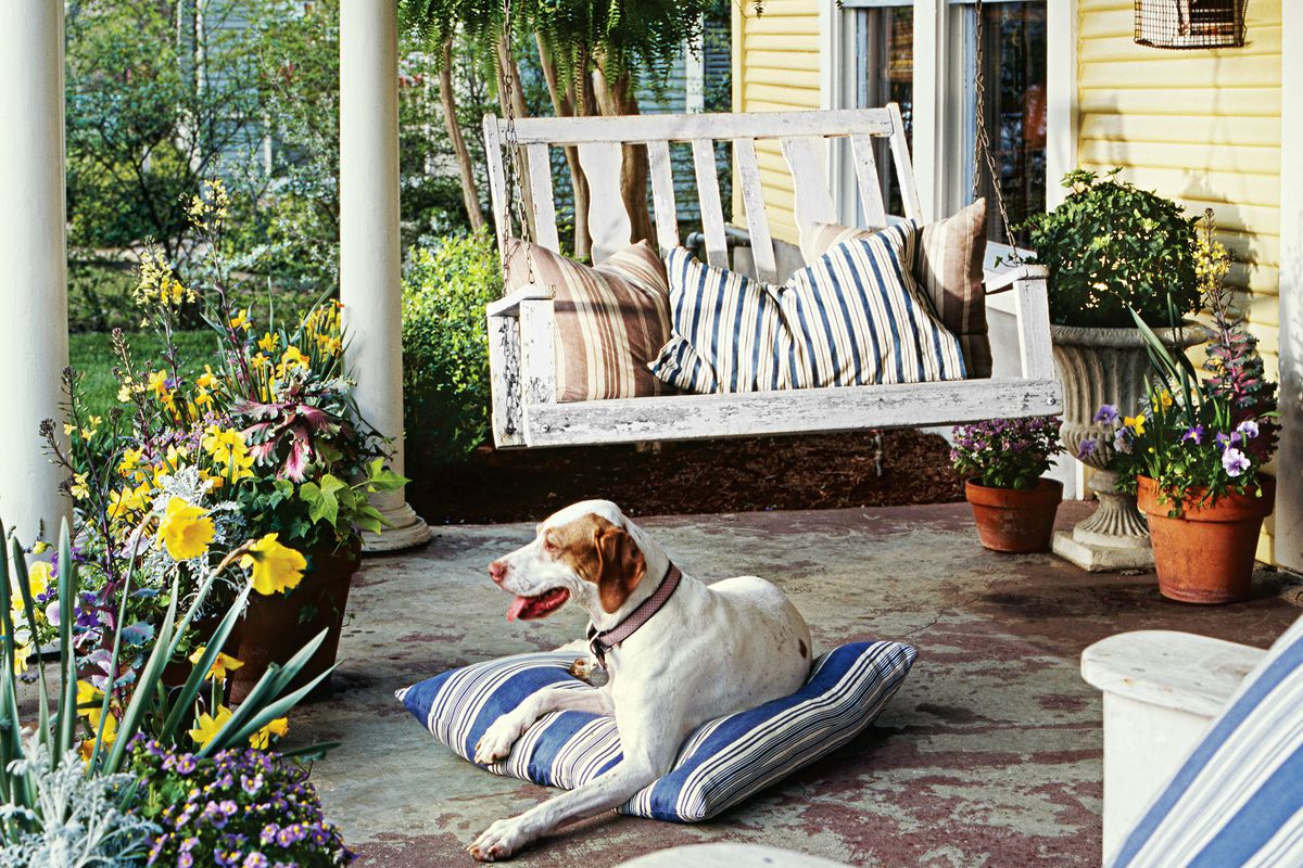 Dog sitting on pillow in front of swinging bench on porch
