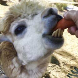 One of the surviving alpacas on Vaugn-Perling's property where the recent mountain lion attacks occurred eats a carrot in Malibu, Calif. on Thursday, Dec. 1, 2016. The Malibu ranch owner obtained a 10-day permit Monday from the California Department of Fish and Wildlife after finding 10 of her alpacas dead over the weekend. A mountain lion in the area known as P-45 is believed responsible for killing the docile, llama-like animals. 