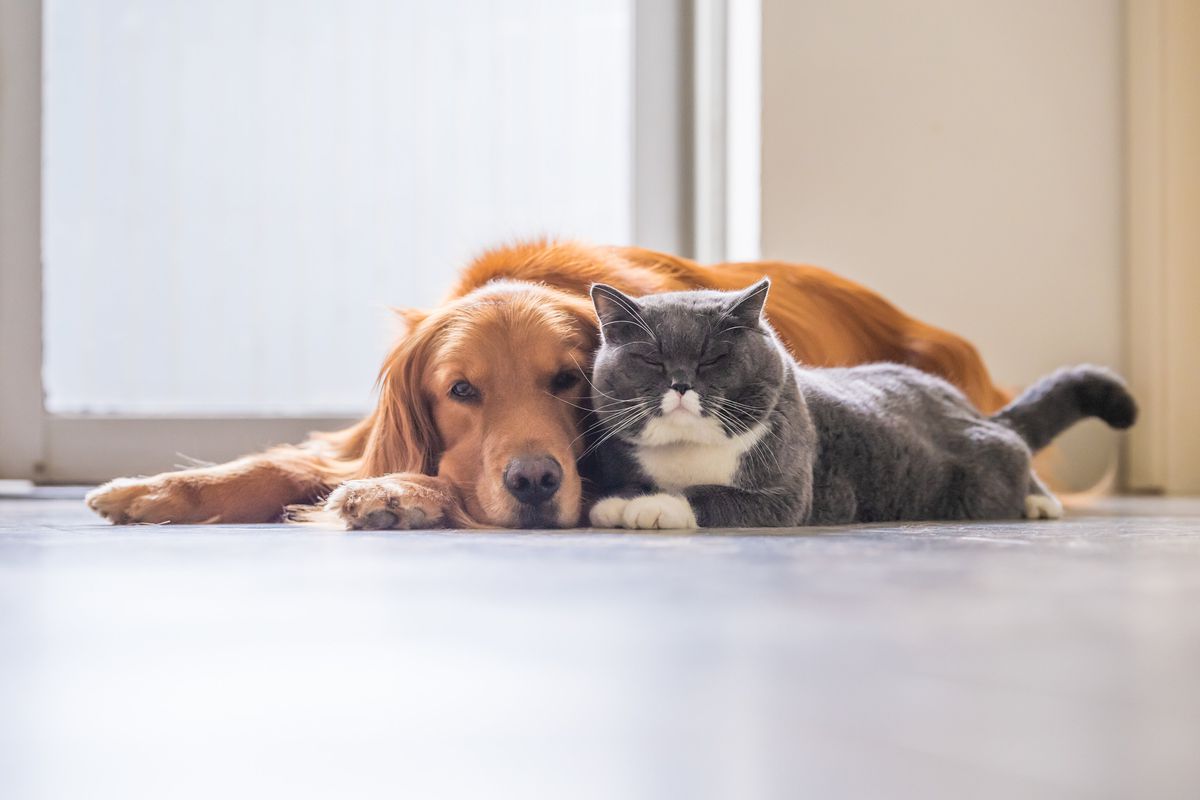 A golden retriever and grey cat with white markings lay on a wood floor together. 