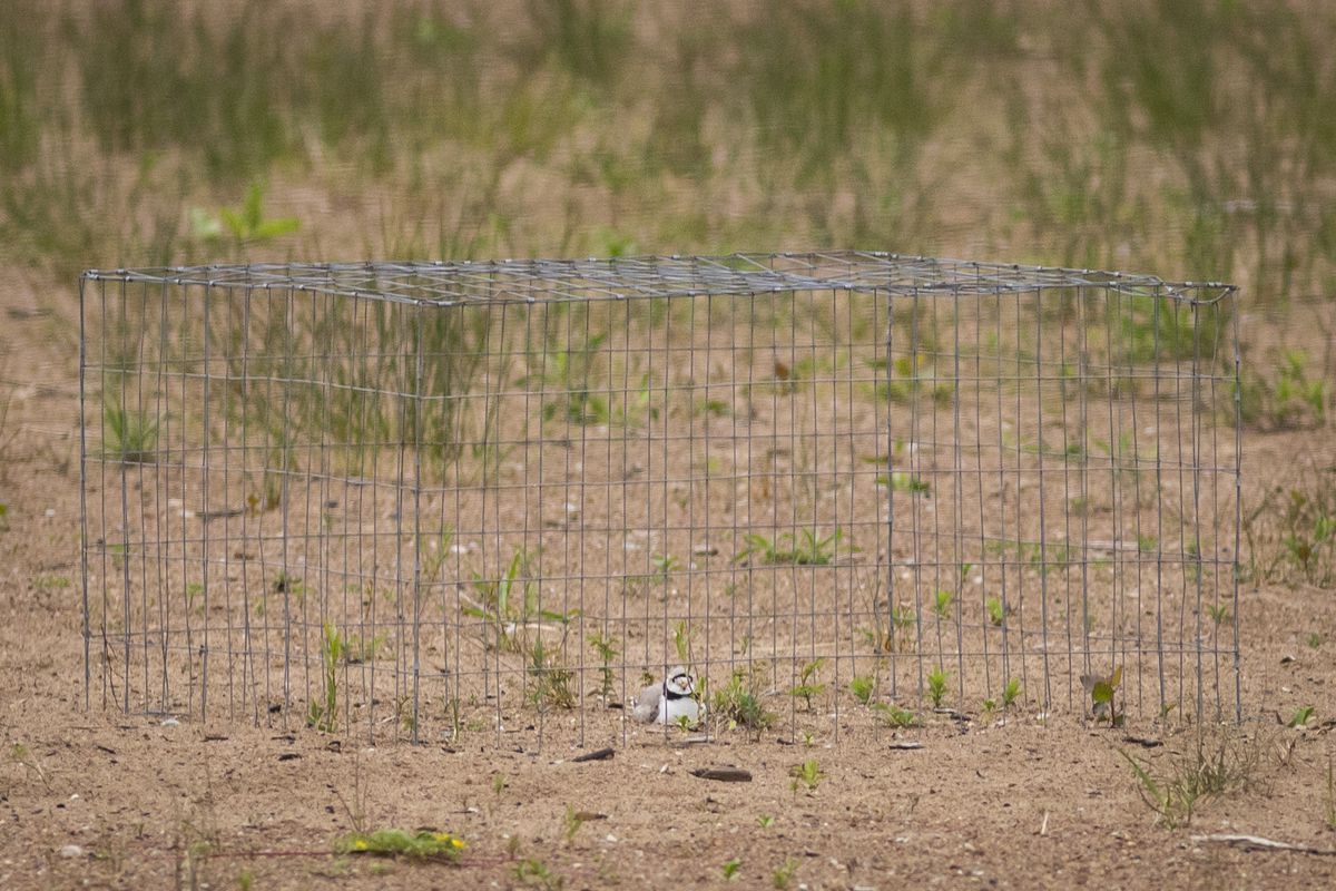 Monty, a piping plover, in a protective wired enclosure put up by U.S. Fish and Wildlife Services to protect the nest from predators.&nbsp;