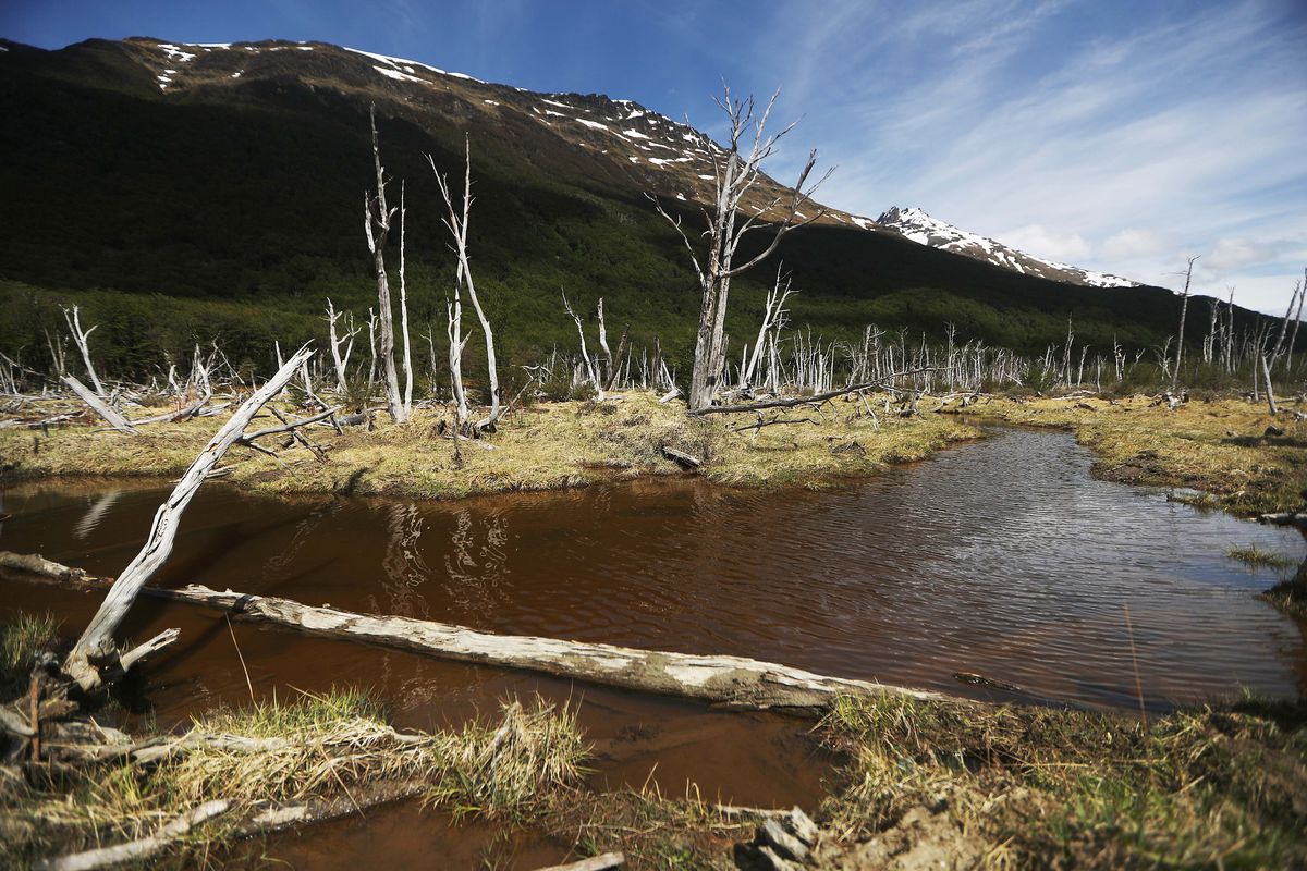 Dead trees stand along a stream near Ushuaia, Argentina