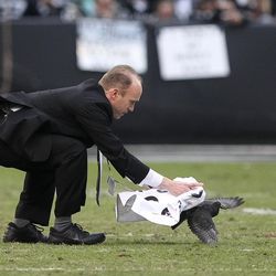 Dec 16, 2012; Oakland, CA, USA; Oakland Raiders facilities staff tries to capture a pigeon during halftime against the Kansas City Chiefs at O.co Coliseum.