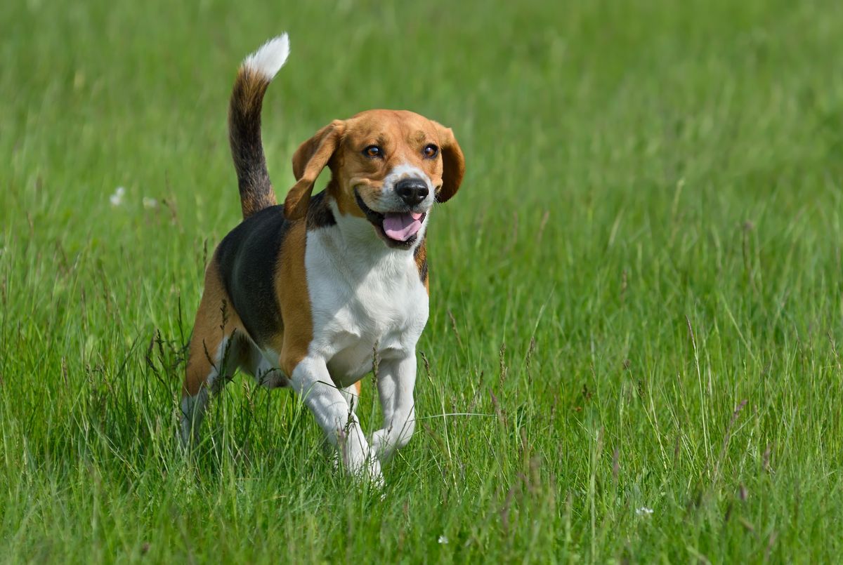 Beagles, now No. 6 on the list of favorite breeds, can boast they’re uniquely beloved. No other breed has made the top 10 in every decade since record-keeping began in the 1880s. They’re relatively low-maintenance and friendly, says one expert. | stock.ad