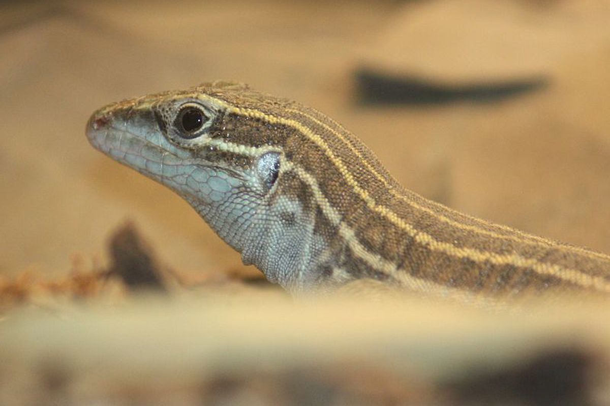 What Do Whiptail Lizards Eat - DOWTA