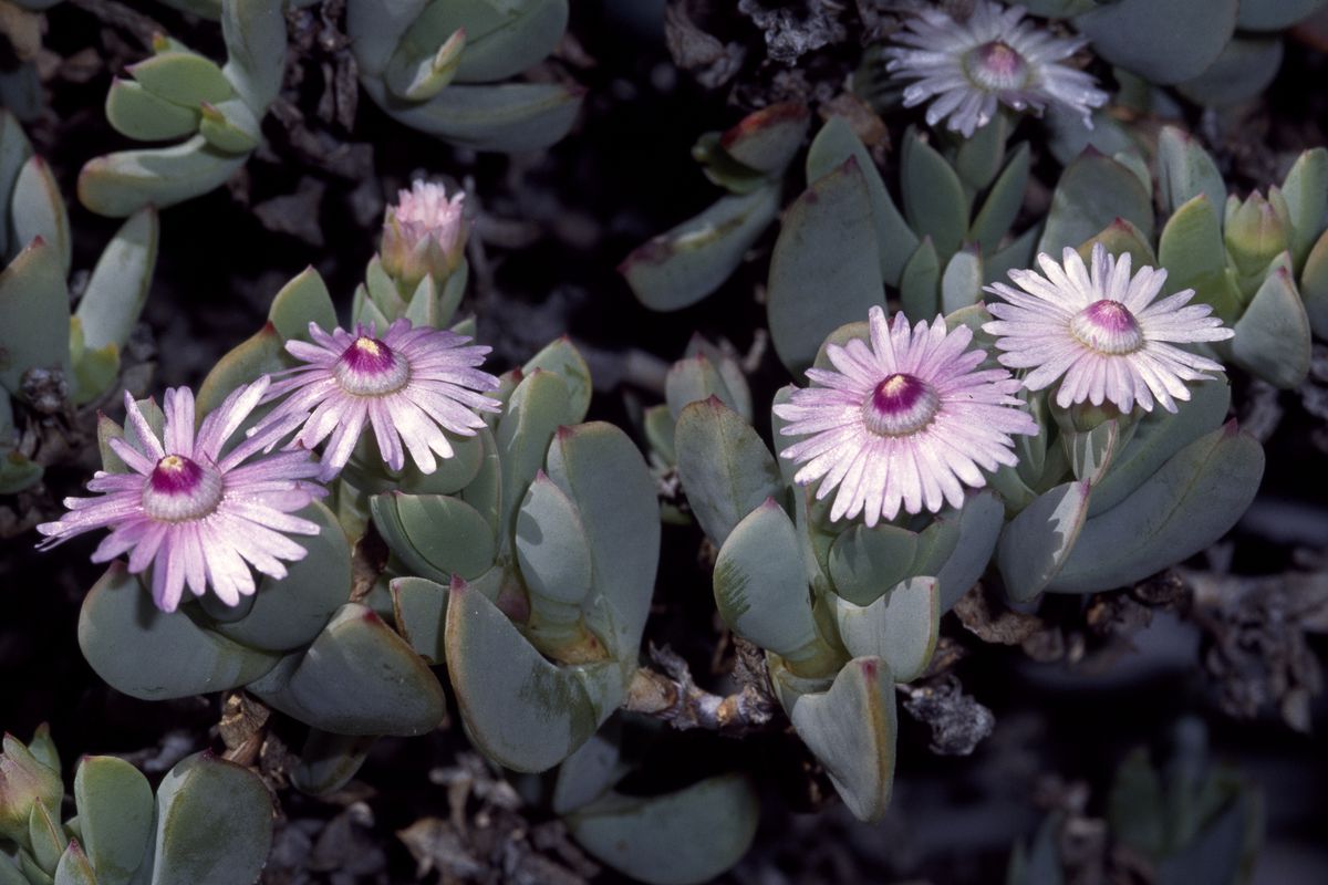 Low-growing succulent plants with large daisy-shaped flowers.