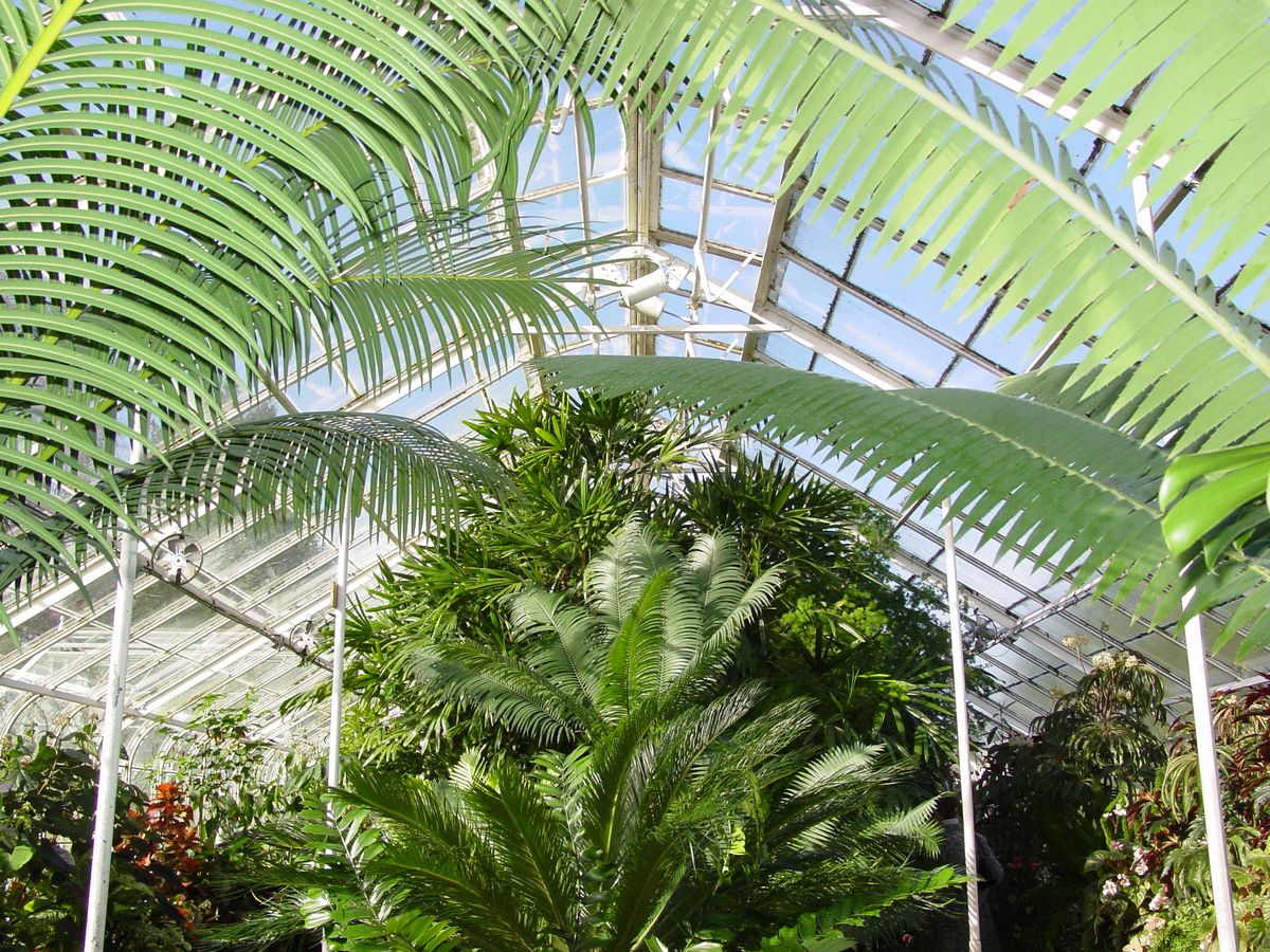Inside a glass-panel greenhouse with a peaked roof, large palm leaves stretch upward and inward on either side. A tighter collection of palms is visible in the center.