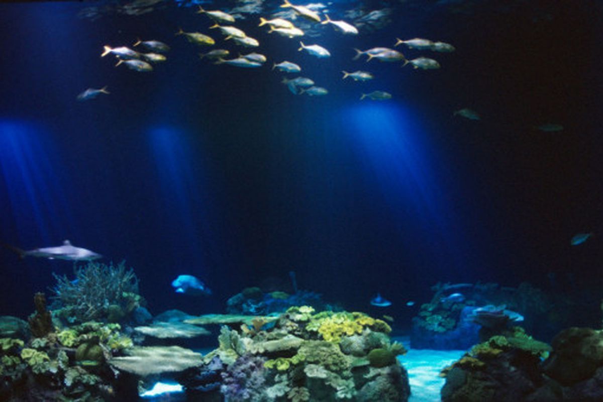 The Wild Reef at the Shedd Aquarium. | COURTESY OF THE SHEDD AQUARIUM
