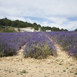 Lavender fields in Lagarde d'Apt. The brand sources all of the lavender it uses worldwide from just two producers in France, each with five-year contracts.