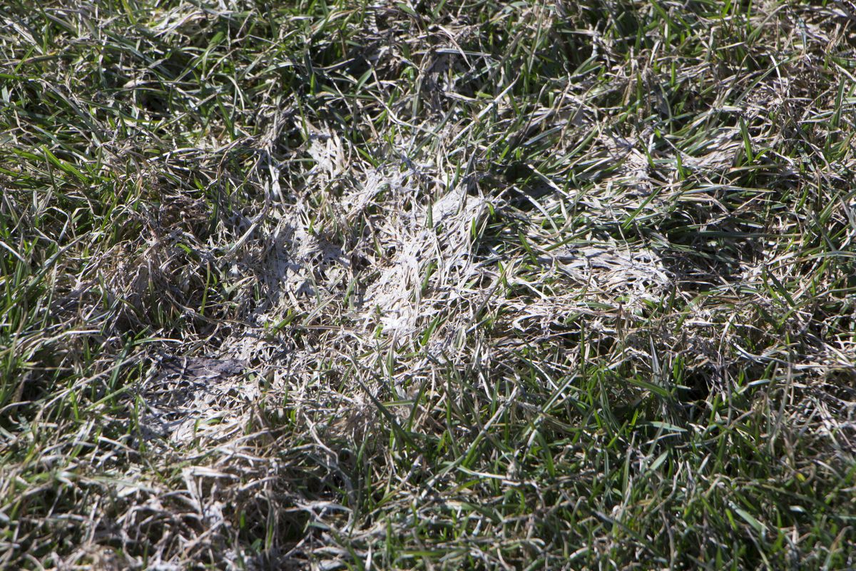 Grass affected by snow mold