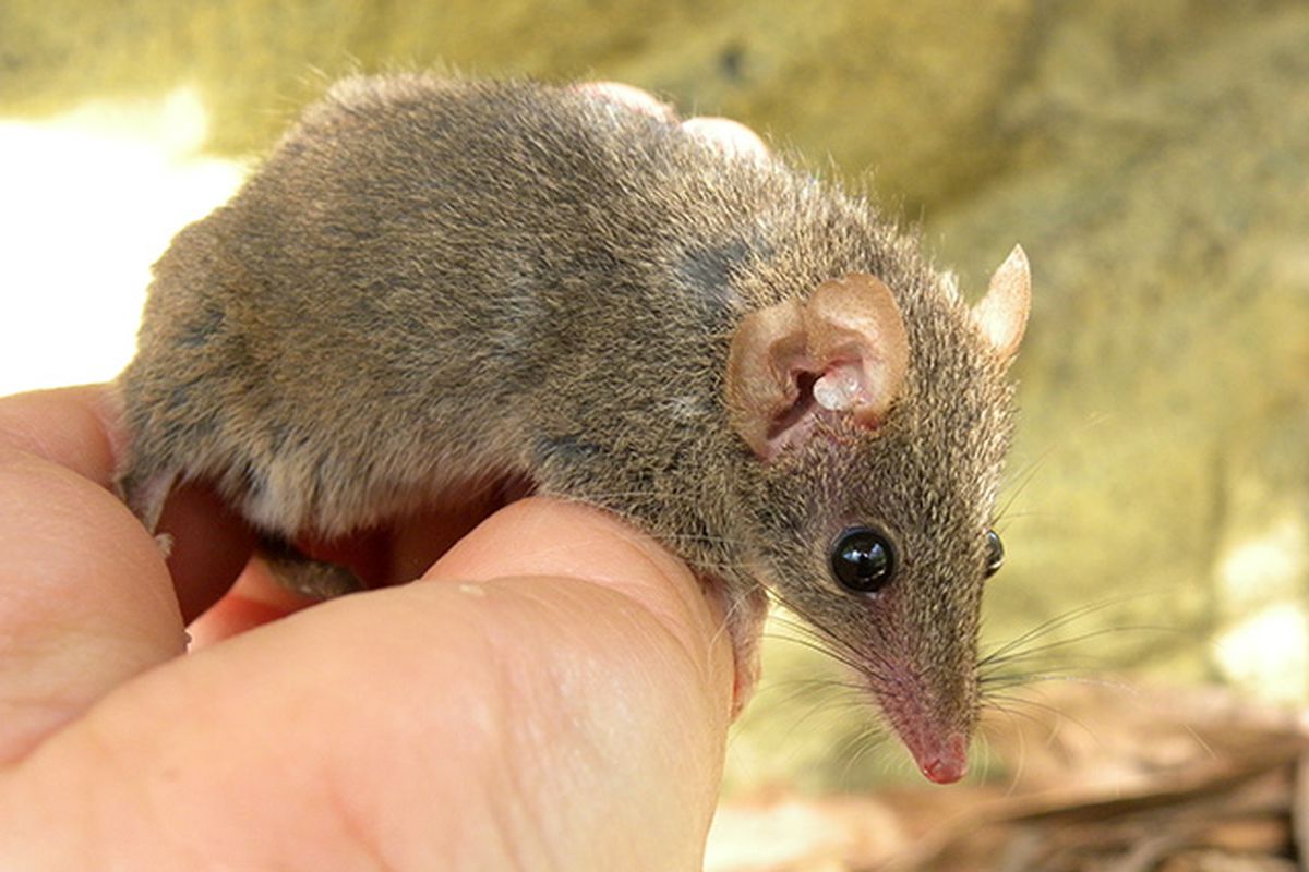 antechinus (flickr cc: alan couch)
