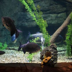 The Loveland Living Planet Aquarium will host its Haunted Aquarium Oct. 12-31.