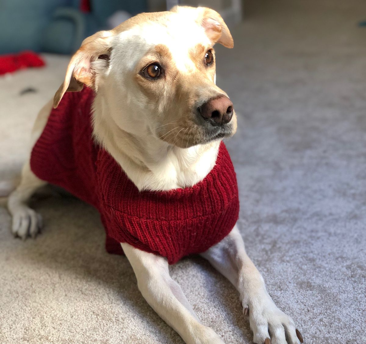 A golden labrador retriever/whippet mix wearing a red sweater
