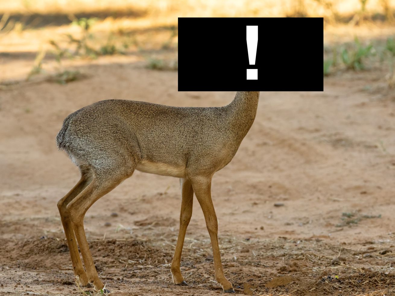 A picture of a small antelope with a black box and an exclamation point superimposed over its head.