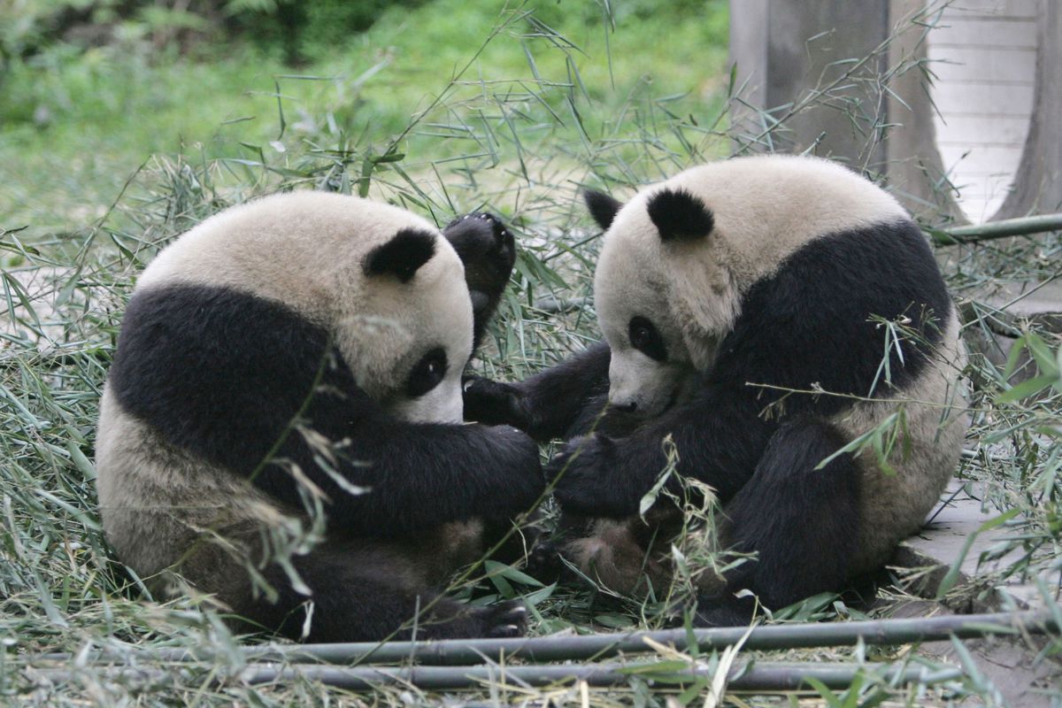 Panda Offer To Taiwan Gets Cold Shoulder By Government