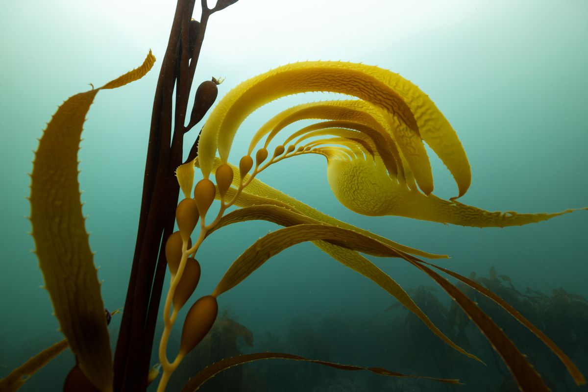 A kelp frond with multiple floats, underwater.