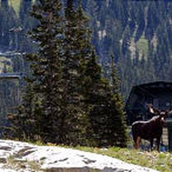 A moose, one of about 300 species of animals in the Wasatch Mountains, stands near the Sunnyside Lift at the Alta Ski Resort.