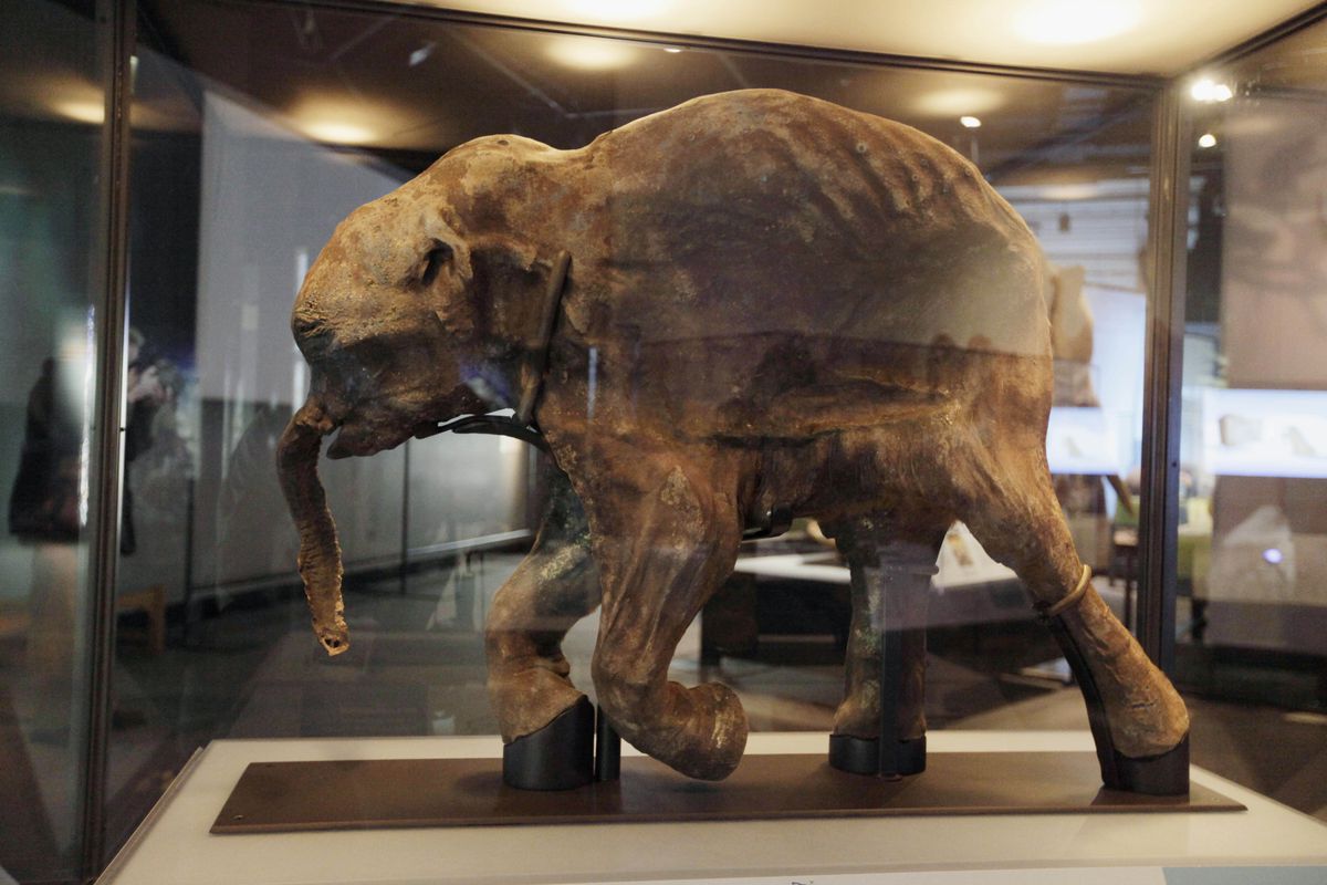 A baby woolly mammoth specimen, which looks shriveled and very old, is visible in a glass display case.