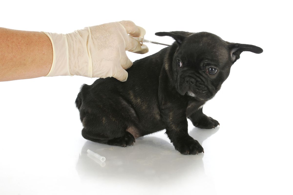 dog being fitted with microchip (shutterstock)