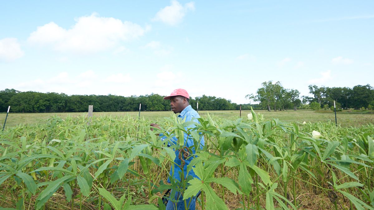 A Black farmer walks through a field of green plants 