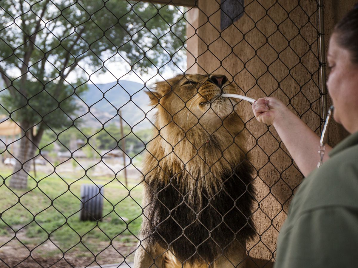 Baron takes a bite of ground meat from a feeding stick that animal care and cat keeper Michelle Olandese offers him during training at the Hogle Zoo in Salt Lake City on Monday, July 17, 2017.