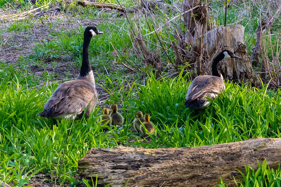 Goslings in April along a Fox River tributary.<br>Provided by Ken Gortowski