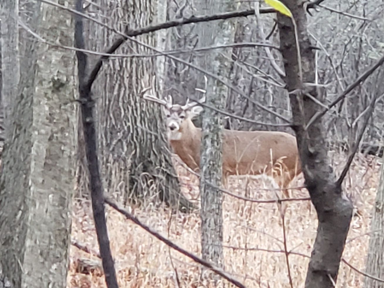 A big buck spotted along the Des Plaines River. Provided photo