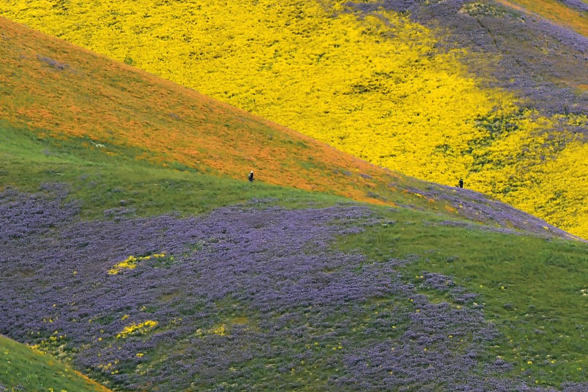 Orange, yellow and purple wildflowers paint the hills of the Tremblor Range, April 6, 2017 at Carrizo Plain National Monument near Taft,  California.