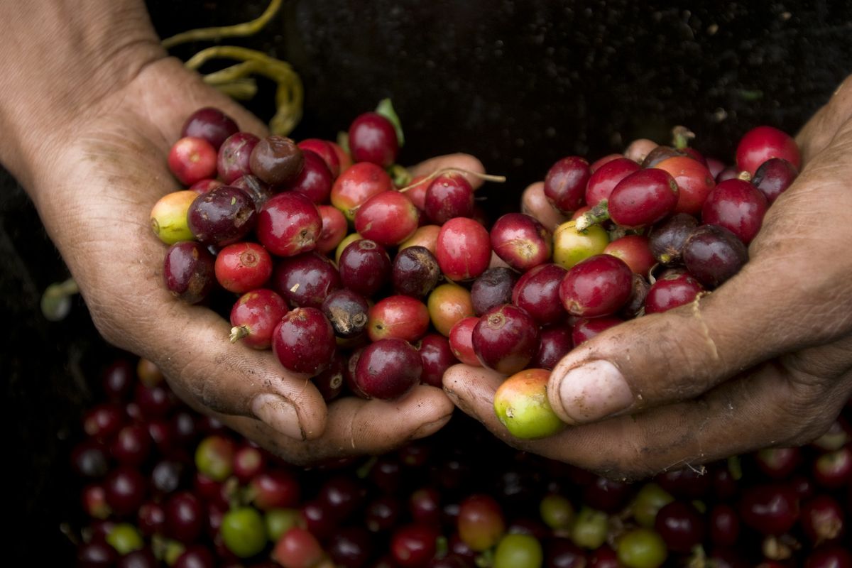 A pair of hands holding an overflowing assortment of coffee berries.