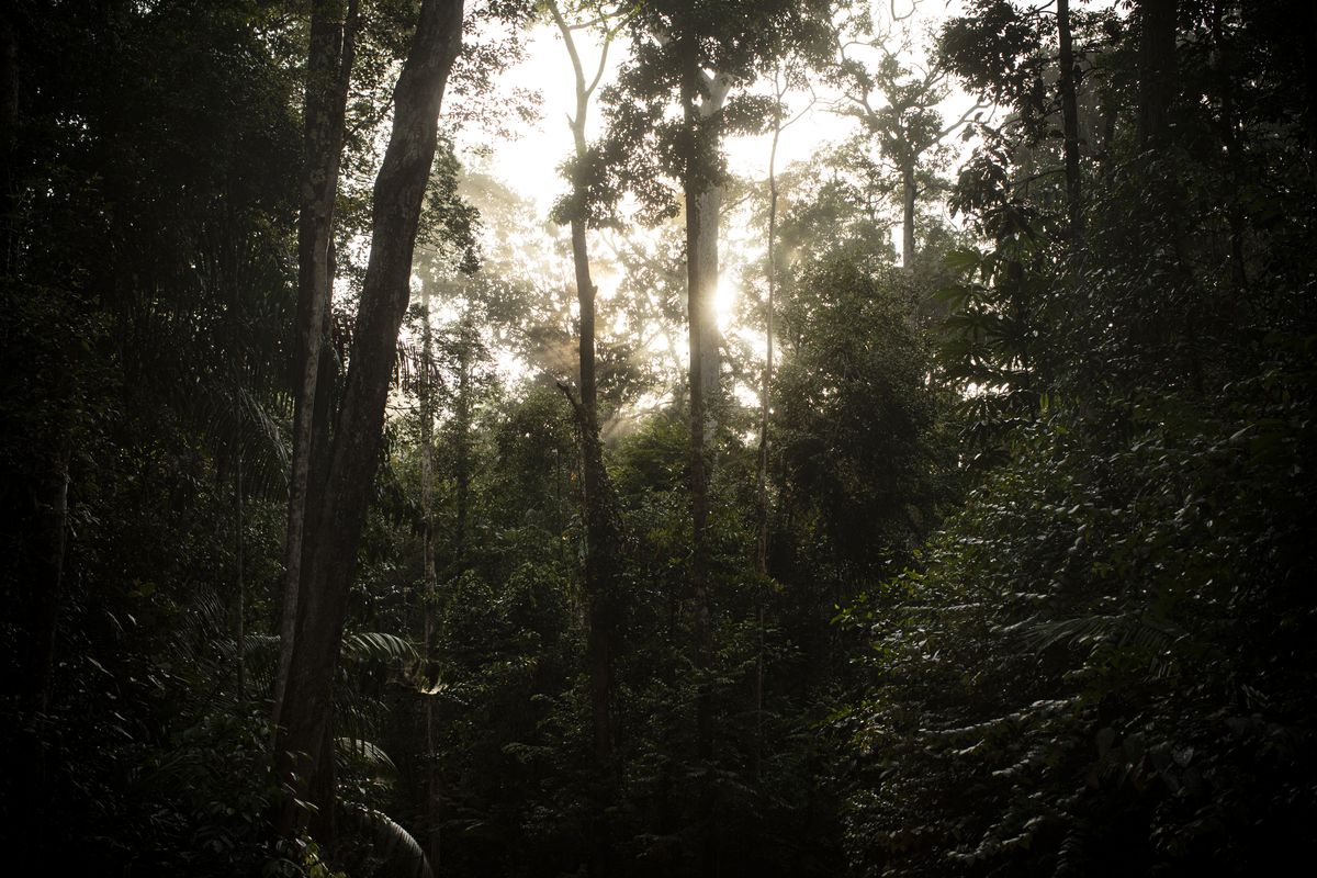 The sun sets behind trees in the Amazon rainforest.