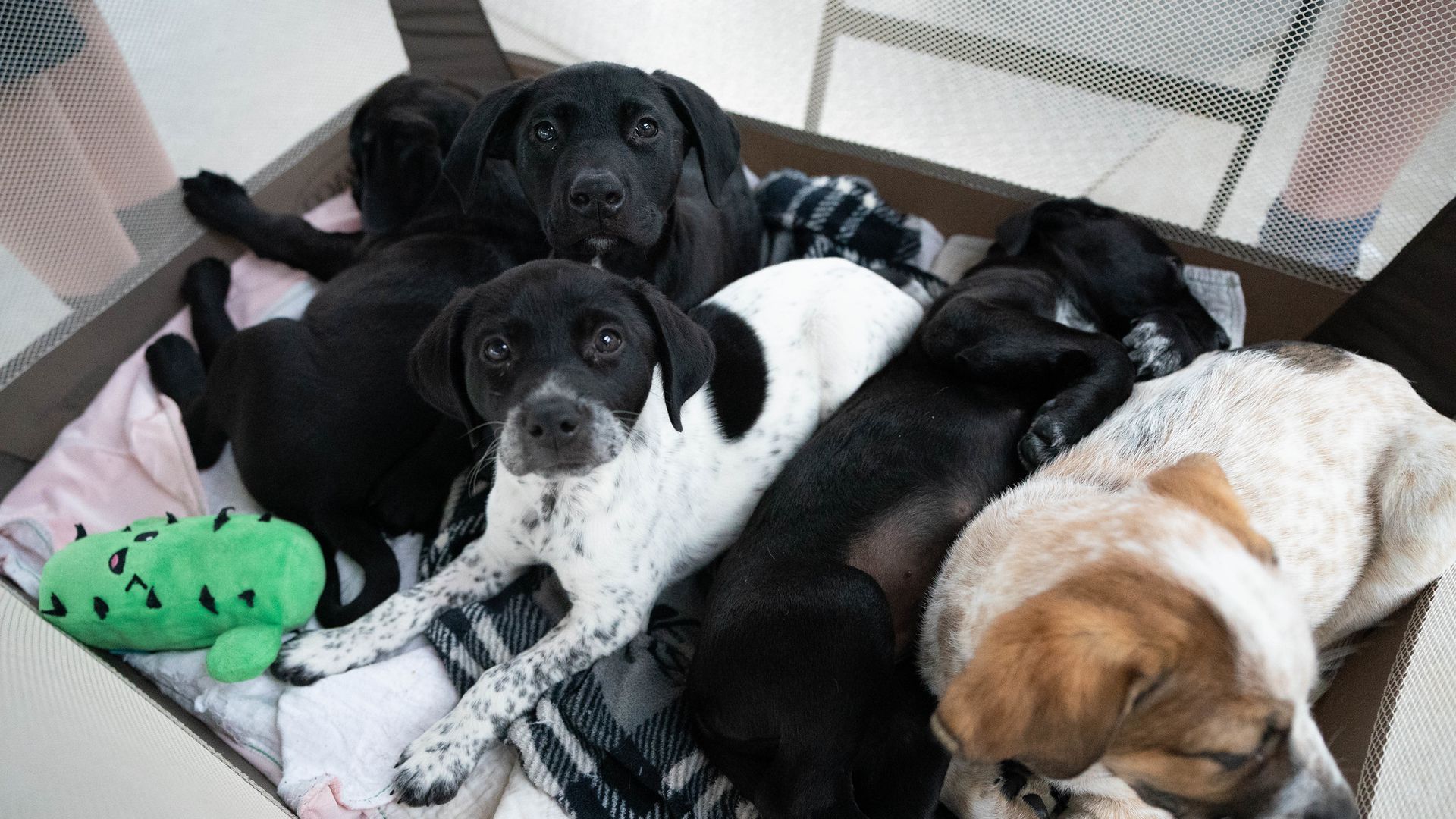 View from above of a playpen, where five small puppies are all heaped together. One, with a white coat but mostly-black fur on their face, makes direct eye contact with the camera.