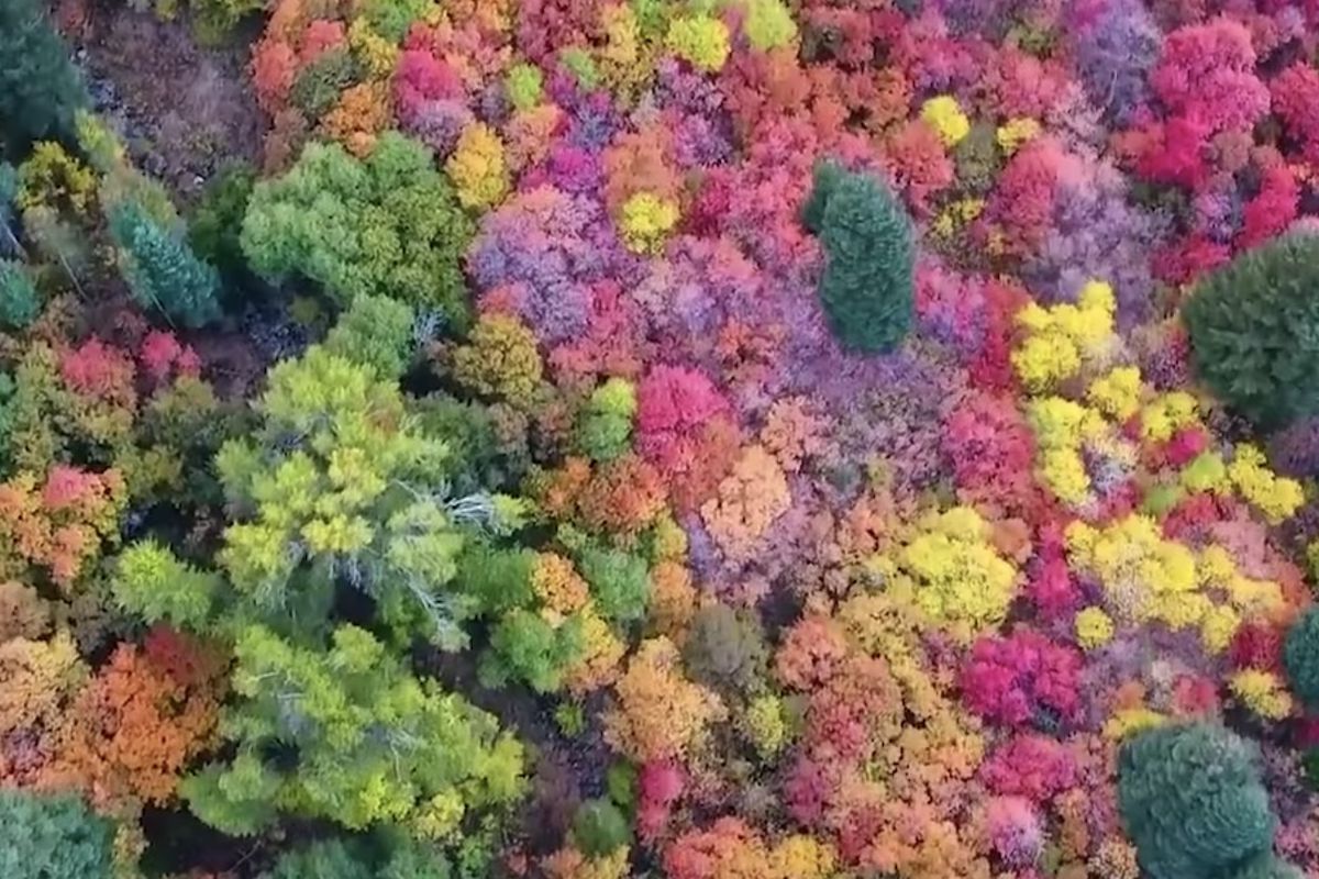 A new video of Ogden Valley has gained national attention for its beautiful colors.