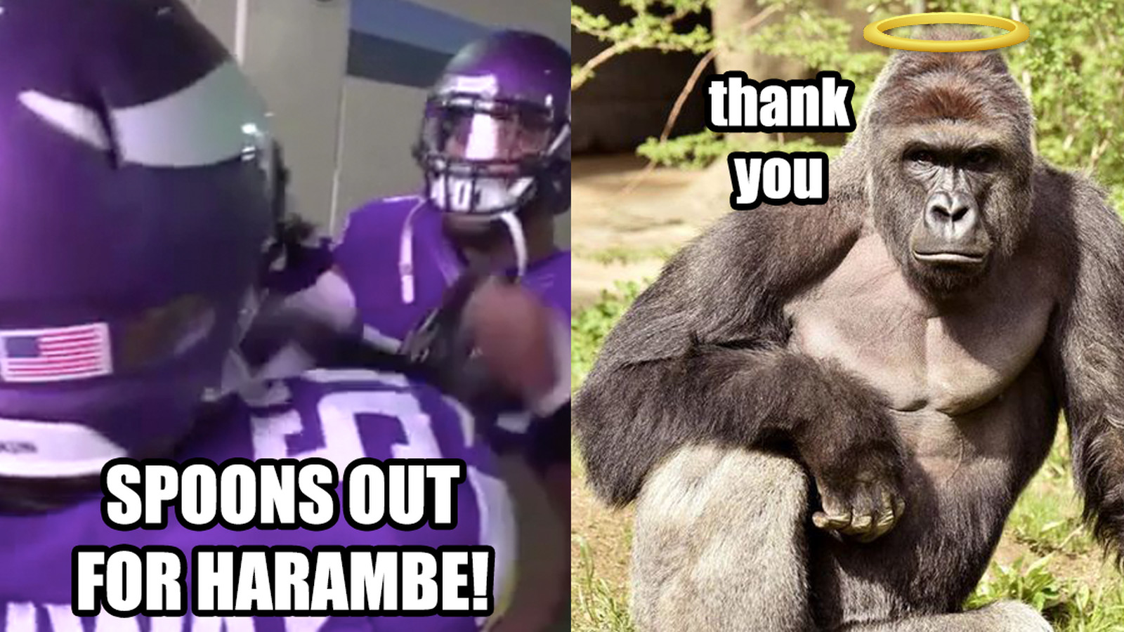 bengals win for harambe
