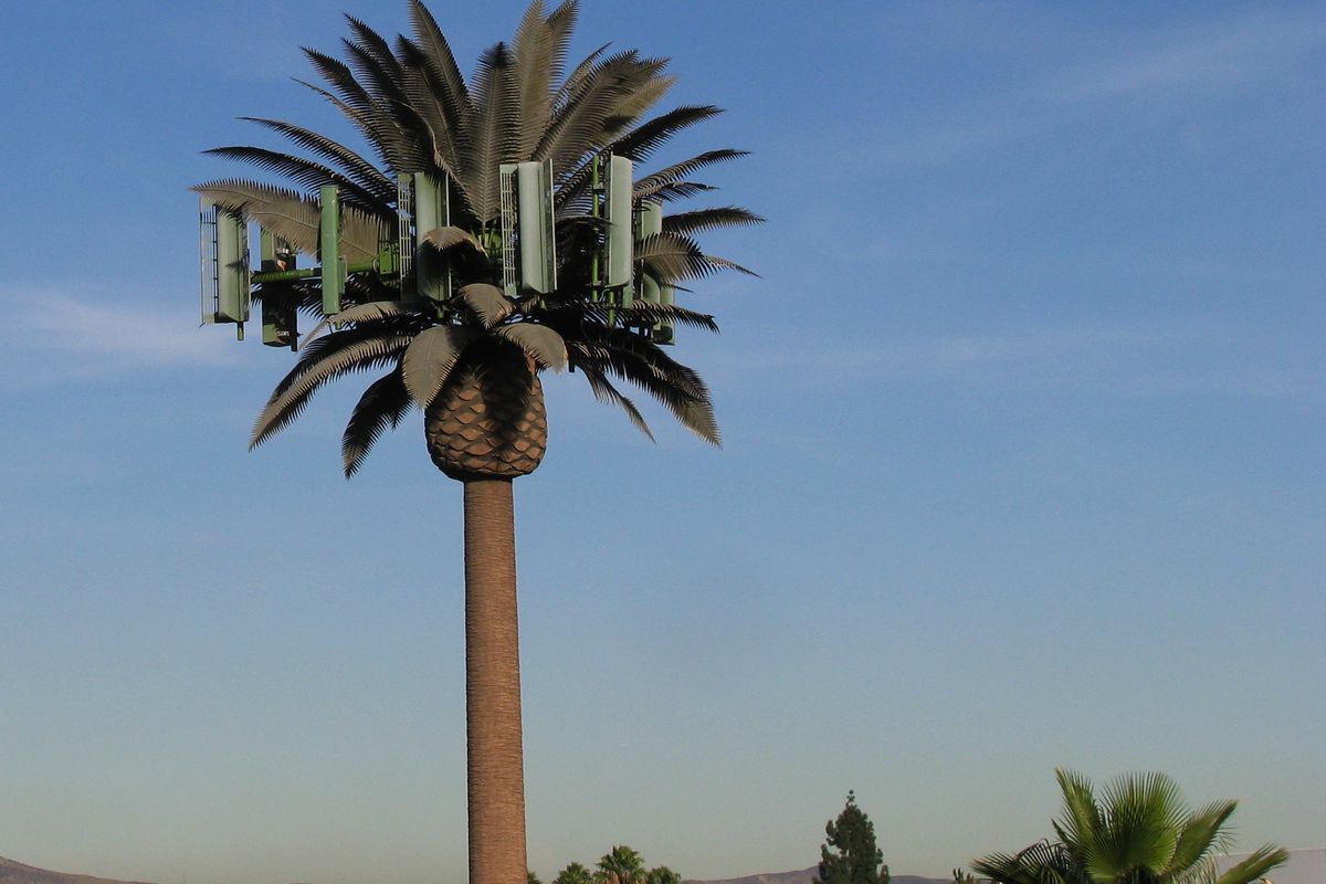 A "palm tree" in Southern California.