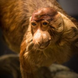 "Extreme Mammals" is a new exhibit at the Natural History Museum of Utah.