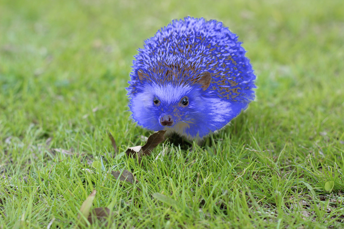 A blue hedgehog.