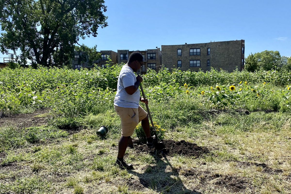 Quilen Blackwell, president of Chicago Eco House, plants ceremonial mariachi wiggles flowers at the new Washington Park flower farm Wednesday morning.