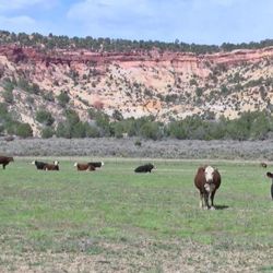 FILE: Ranchers have been running cattle in the Escalante area since the 1800s, but now feel like they are being pushed off the land. 